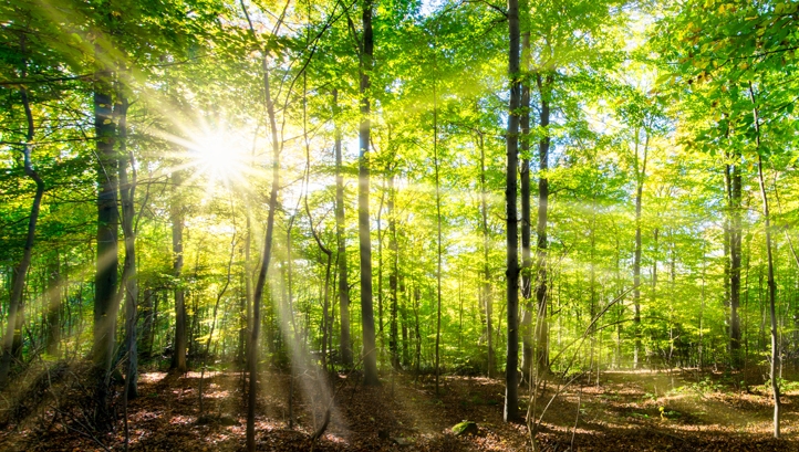 Show support for forests on the International Day of Forests